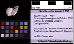 Foto (Objekt + Etiketten) von Tuberosagalathea neojurensis (Patrulius, 1959) (NHMW-GEO-1990-0041-0295)